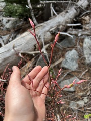 Vaccinium alaskaense