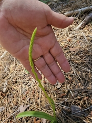 Platanthera unalascensis