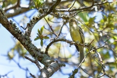 Elaenia sordida