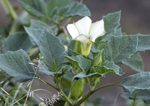downy thorn-apple