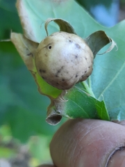 Amphibolips quercusinanis