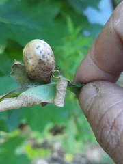 Amphibolips quercusinanis
