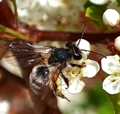 Andrena denticulata