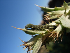 Heliothis peltigera