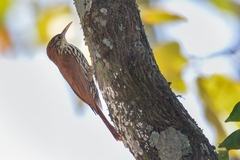 Lepidocolaptes squamatus