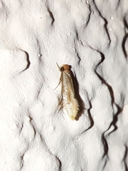 Tinea semifulvella