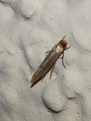 Tinea semifulvella