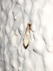 Tinea semifulvella