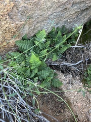 Cheilanthes eckloniana