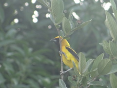 Icterus mesomelas