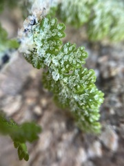 Cheilanthes eckloniana