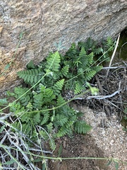 Cheilanthes eckloniana