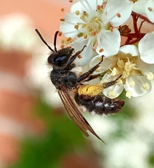 Andrena denticulata