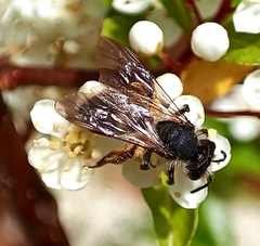 Andrena denticulata