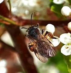 Andrena denticulata
