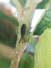 Heterotoma planicornis