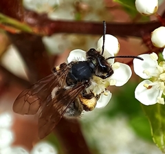 Andrena denticulata