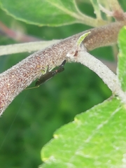 Heterotoma planicornis