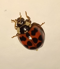 Harmonia axyridis
