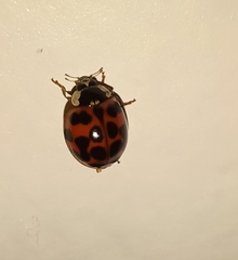 Harmonia axyridis