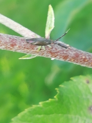 Heterotoma planicornis