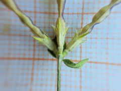 Lotus longisiliquosus