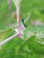 Heterotoma planicornis