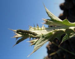 Heliothis peltigera