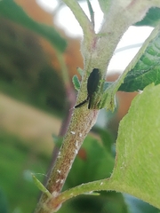 Heterotoma planicornis