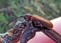 Anaesthetis testacea