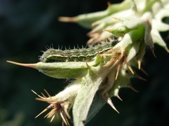 Heliothis peltigera