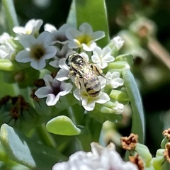 Perdita heliotropii