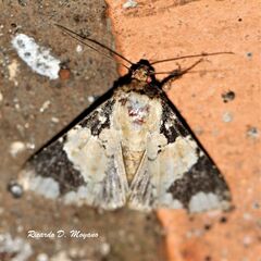 Condica cupentia