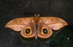 Automeris melanops