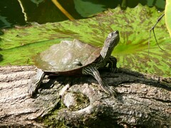 Graptemys pseudogeographica