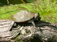 Graptemys pseudogeographica