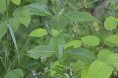 Verbena urticifolia