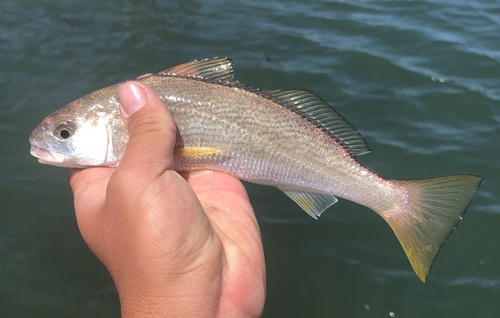 Croaker (Genyonemus lineatus) — Sciaenidae — 4