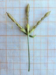 Lotus longisiliquosus