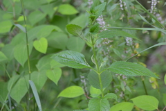 Verbena urticifolia