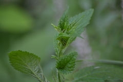 Verbena urticifolia