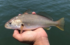 Genyonemus lineatus
