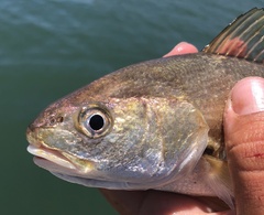 Genyonemus lineatus