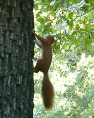 Sciurus vulgaris