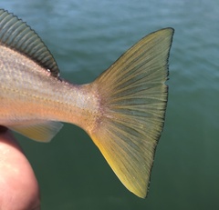 Genyonemus lineatus
