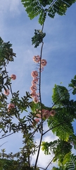 Cassia grandis