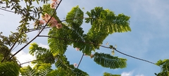 Cassia grandis
