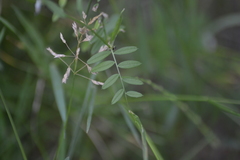 Vicia sativa
