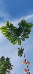 Cassia grandis