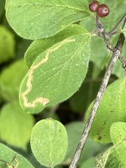 Aulagromyza hendeliana